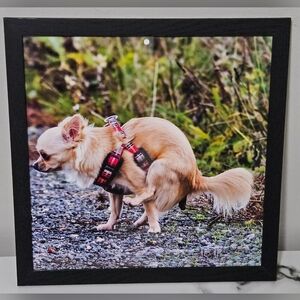 Pooping Chihuahua Framed Photo (12"x12")